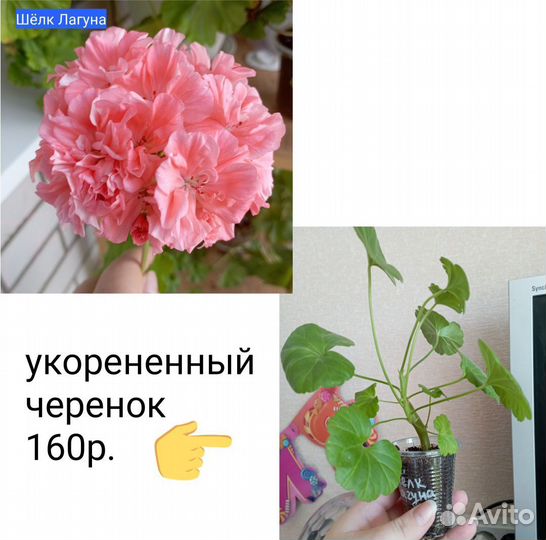 Пеларгония сортовая