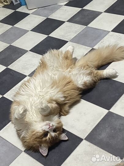 Отдам кота в добрые руки