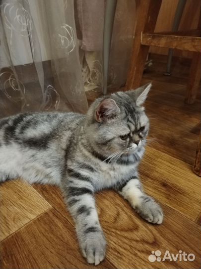 Кошка