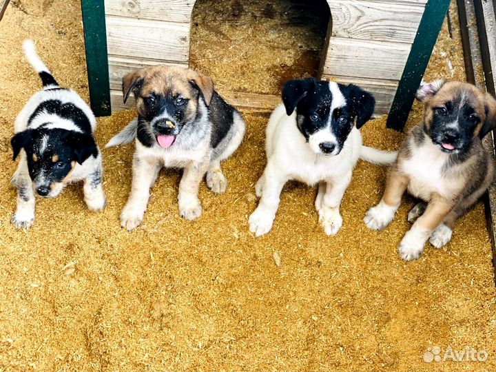 Отдам в добрые руки