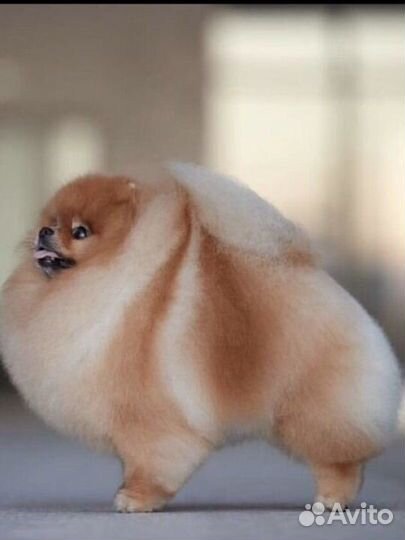 Стрижка собак и кошек(породный груминг)