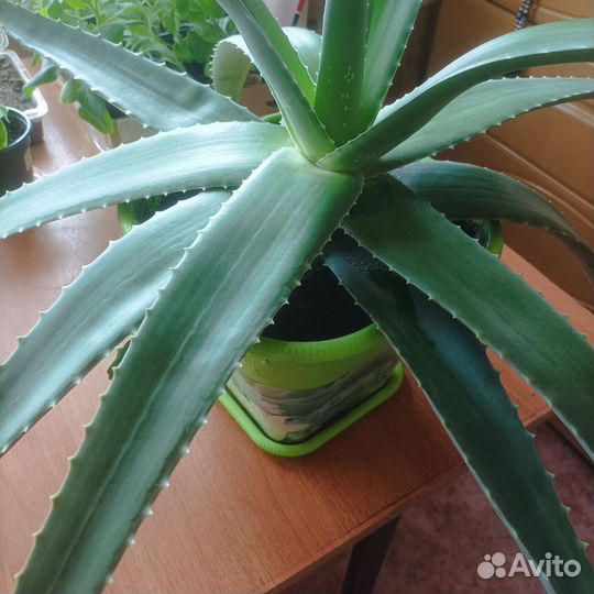 Алоэ вера лечебный