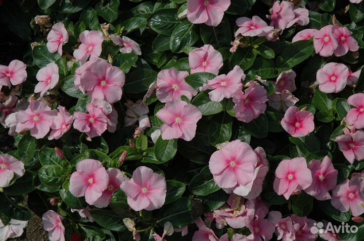 Катарантус семена