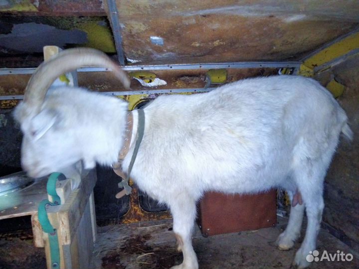 Зааненская коза