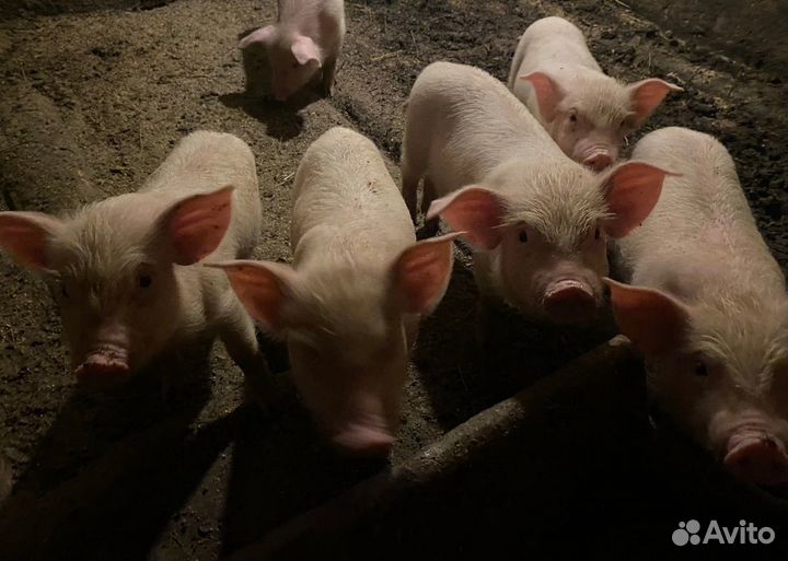 Поросенок ландрас