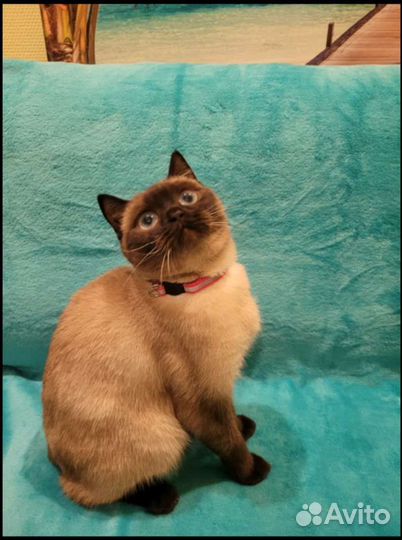 Кошечка 1.5 года шотландская бесплатно