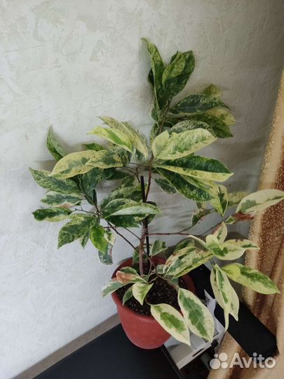 Цветы редкие