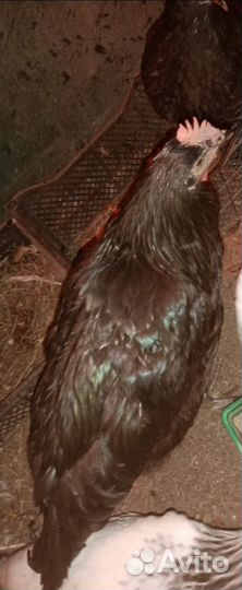 Молодые петушки