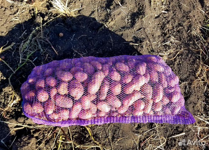 Картофель оптом и в розницу