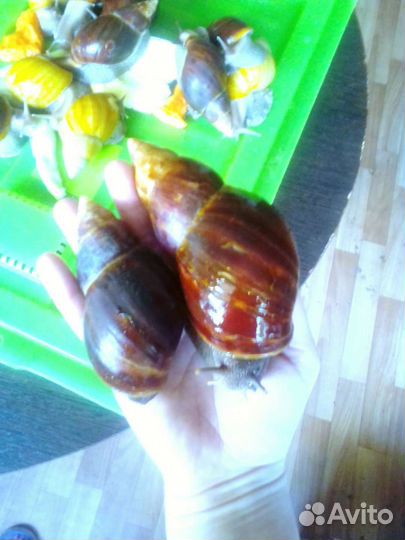 Улитки ахатины