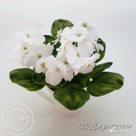 Фиалки сортовые