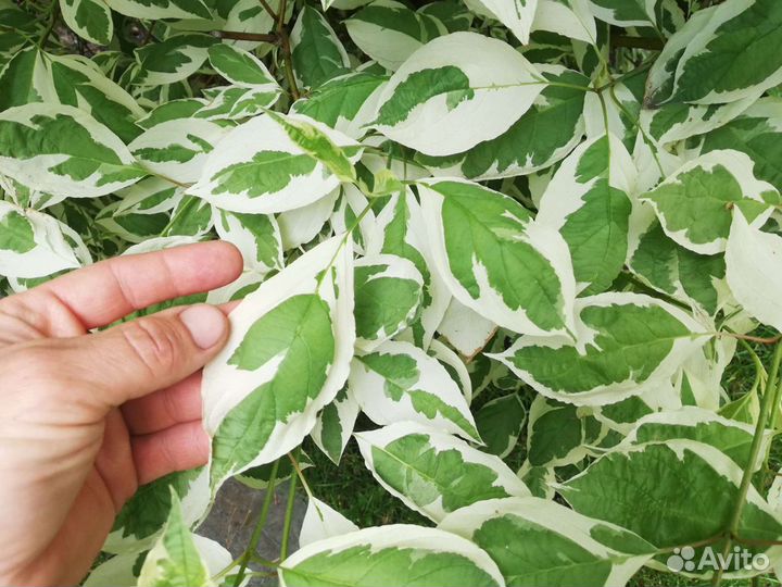 Декоративные растения