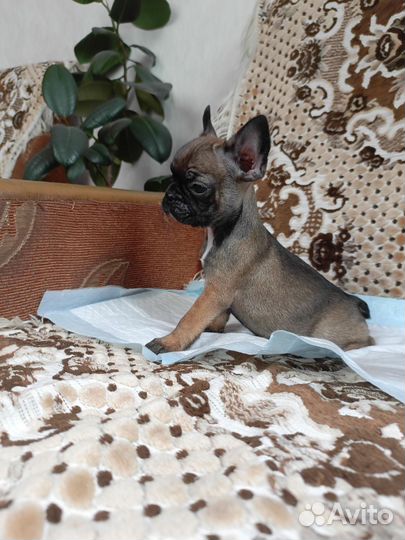 Французские девочки