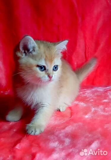 Золотые шотландские котики