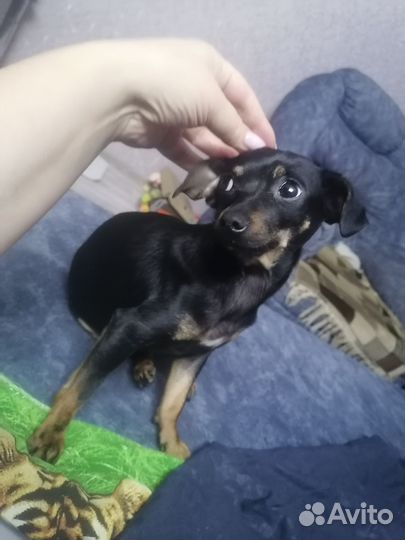 Ждет жениха Мини тоечка)