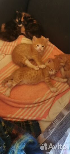 Котята малыши