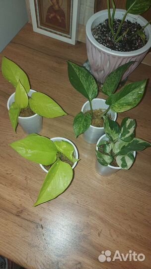 Эпипремнум Golden Pothos,Марбл Квин,N'Goy