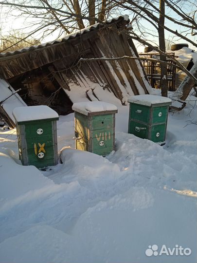 Продам пчелосемьи