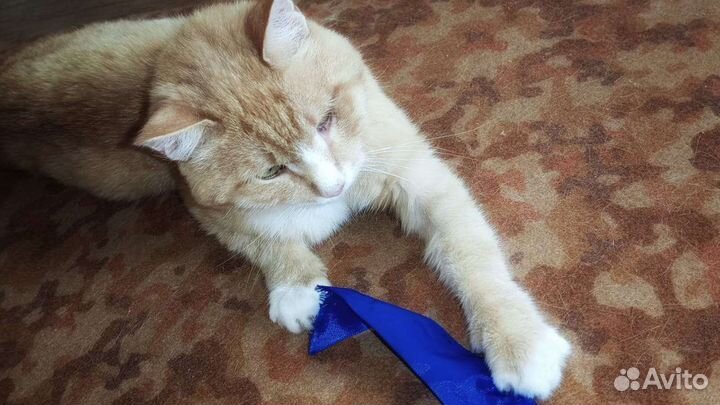 Кот в добрые руки