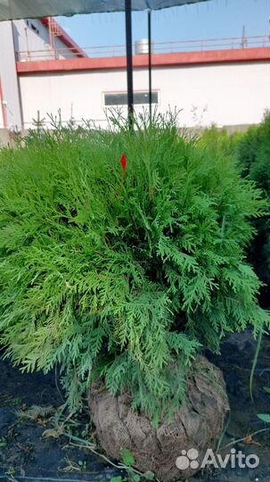 Туя западная Даника Ауреа экстра 60-70 см