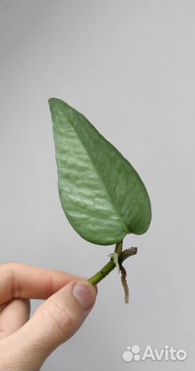 Эпипремнум sebu blue