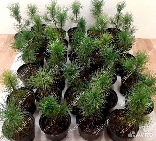Саженцы сибирского кедра