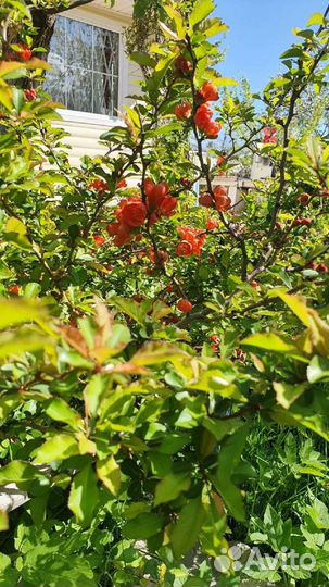 Айва японская