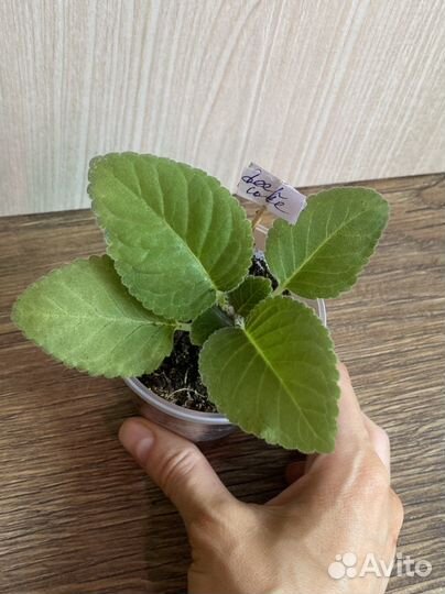 Глоксиния, сорт Deep Lake, детка