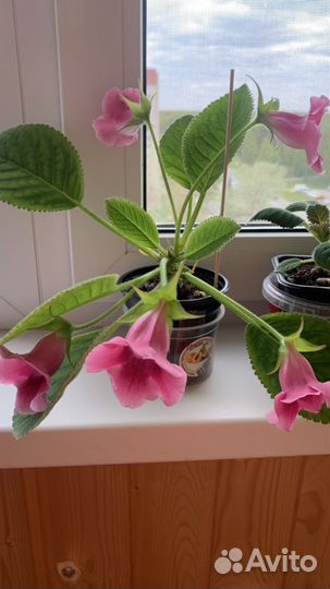 Глоксиния тидея