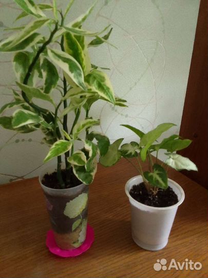 Замиокулькас, драцена, сингониум