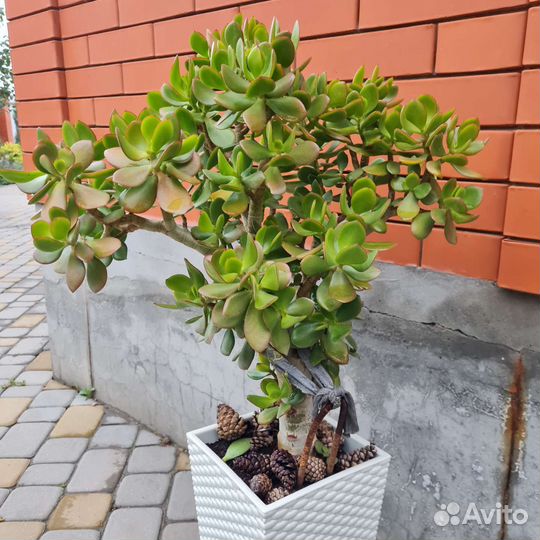 Денежное дерево