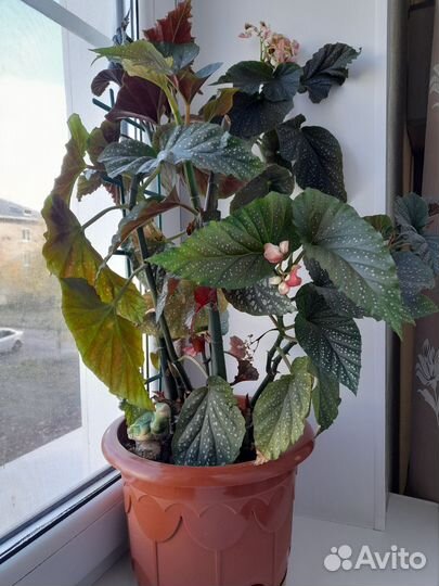 Комнатные цветы