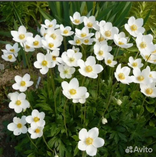 Многолетние Анемона