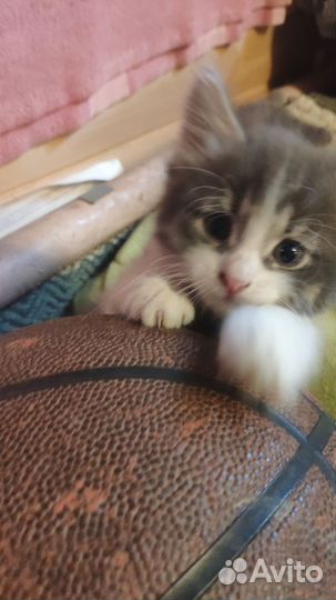 Котик мальчик