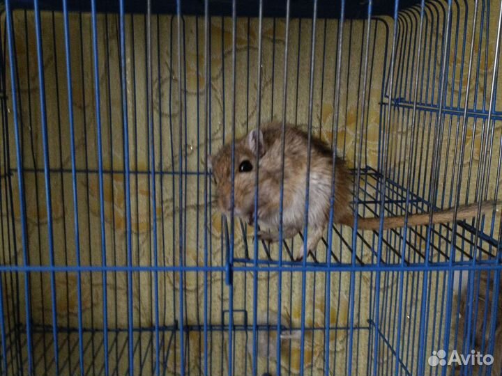 Продам мышат