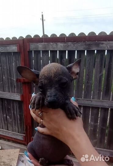 Мексиканская голая собака мини