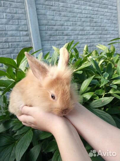 Декоративные кролики