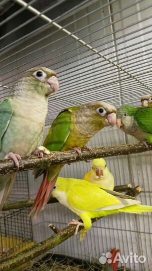 Попугай выкормыши 3 мес