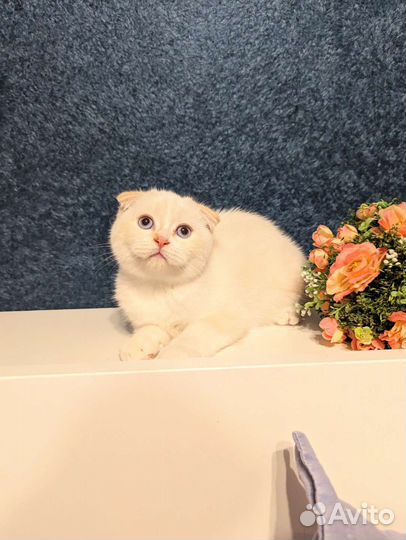 Шотландские малыши