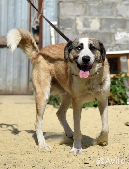 Платон ищет дом