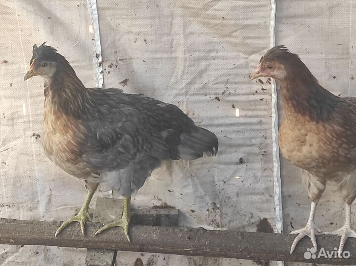 Куры молодки легбар