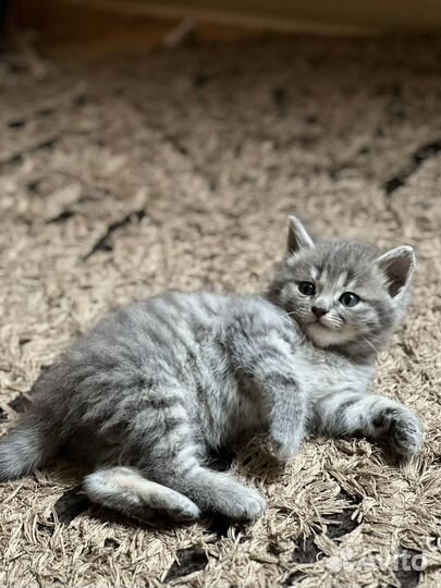 Кошка в дар