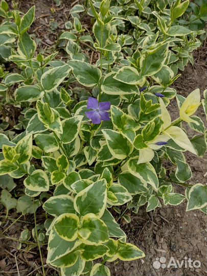 Барвинок пестролистный