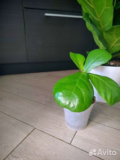 Фикус лирата колумнарис