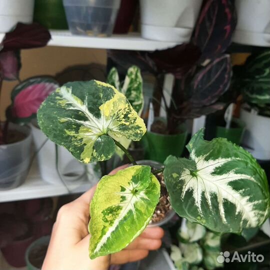 Сингониум, эпипремнум