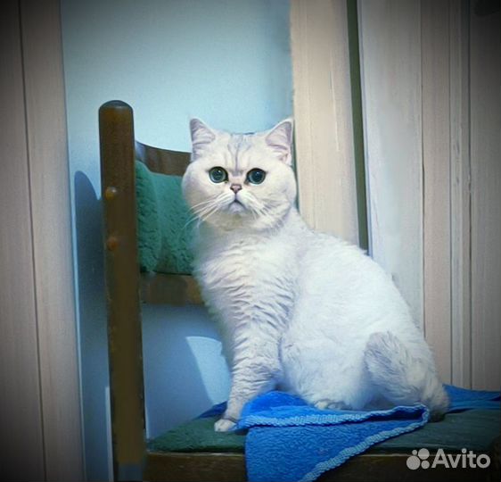 Передержка как дома гостиница для кошек