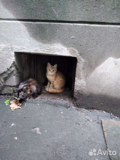 Красивые котята
