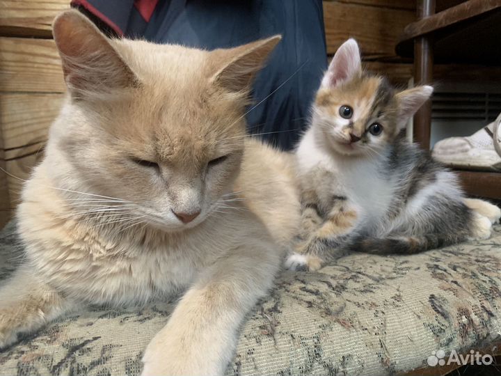 Котята в добрые руки