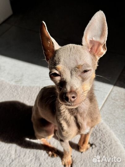 Мини той-терьер вязка