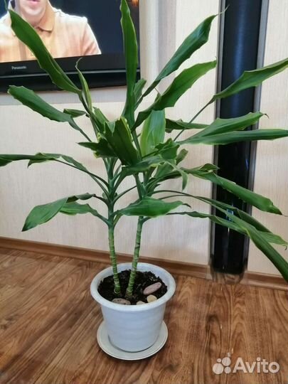 Домашние цветы